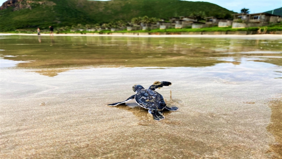 Six_Senses_Con_Dao_Vietnam_Yoyotravel_Seaturtle_1