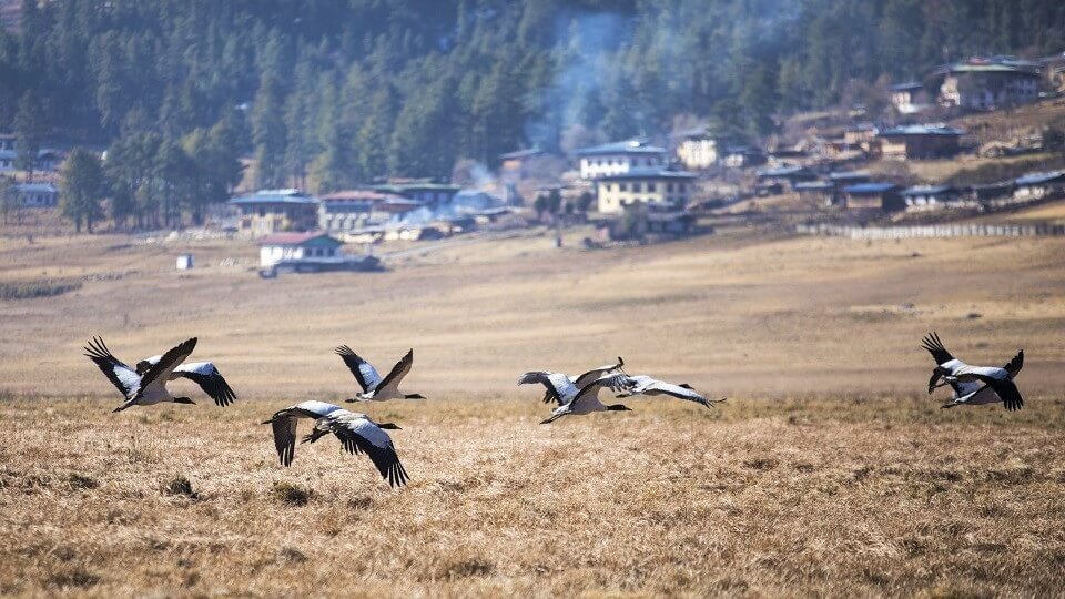 Amankora_Bhutan_Yoyotravel_Gangtey_Eexperience_1