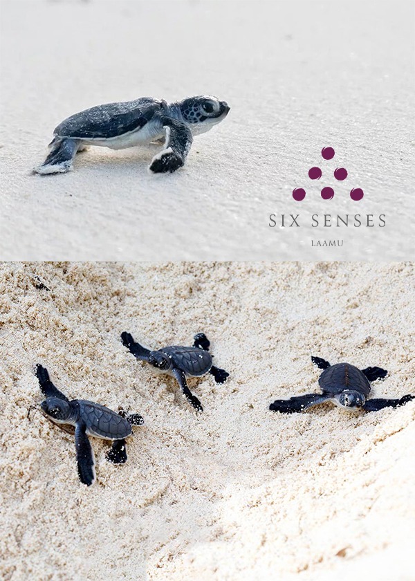 在馬爾地夫六善Six Senses Laamu 送小海龜回家，見證生命之旅創造非凡經驗｜凱仕旅行社